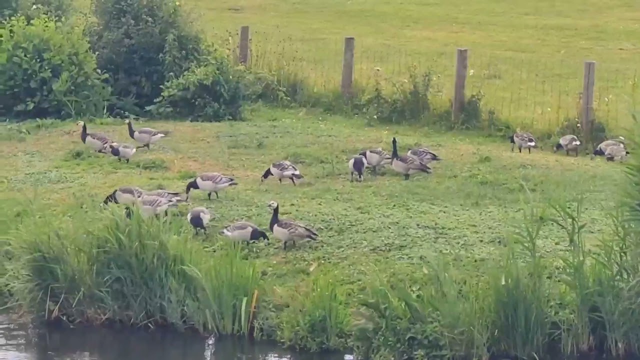 Group of Barnacle geese at Polder Nellestein, The Netherlands &lrm;@AndreIjsendoorn&nbsp; #goose #ganzen