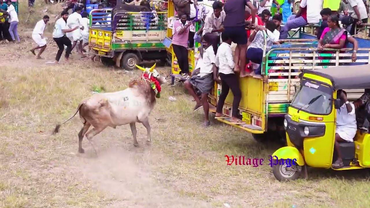 #தேவபட்டு மஞ்சுவிரட்டு 2026 #DEVAPATTU MANJUVIRATTU 2026