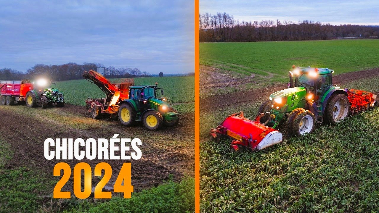 ARRACHAGE de Chicorées en CHANTIER DÉCOMPOSÉ | John Deere 6100M & 6R 190,215,230 | Chantier GILLES