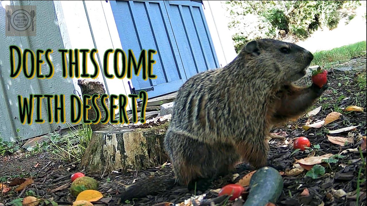 Barty the Groundhog likes Strawberries