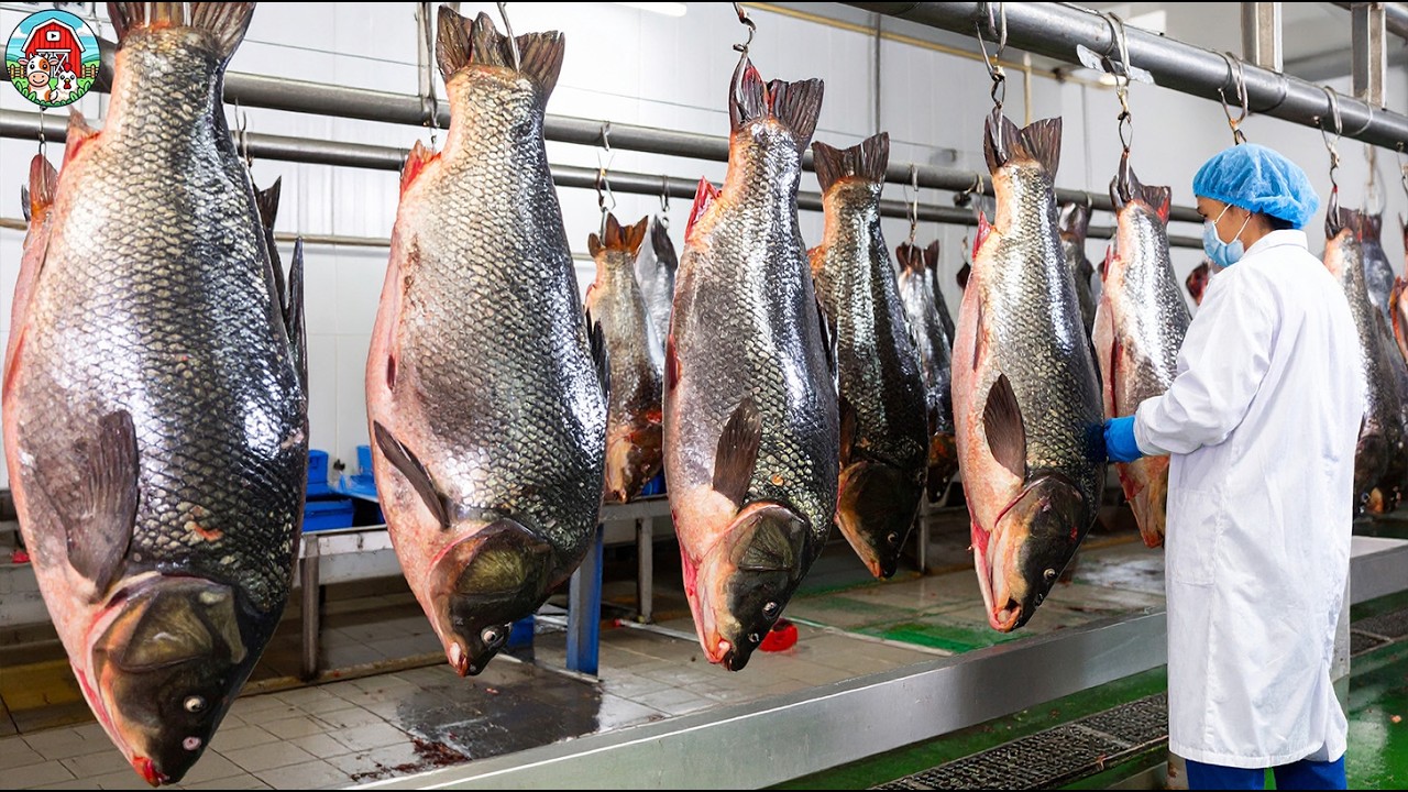 Massive CARP Farm - Billions Of Carp Farming And Harvesting | Fish Processing Line In Factory