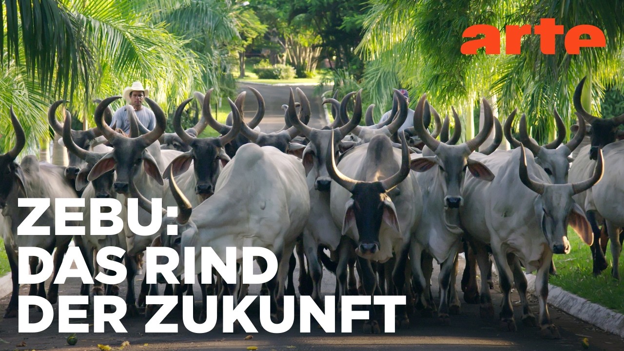 Das Zebu erobert die Trockenzonen | Muh! Die Geschichte des Hornviehs (2/4) Reupload | ARTE Fernweh