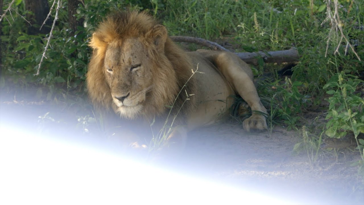Safari Vlog — Londolozi, Leopards, Tips