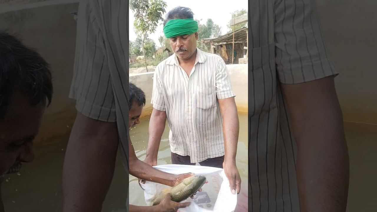 grasscarp machhali 🐠 🐟 breeding||#fishries #breeding #machhalipalan| @kanhaiya sharan-fisheries2025