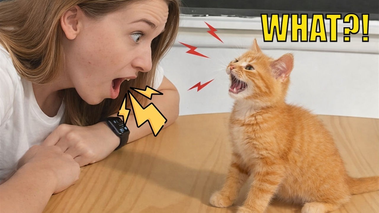 Моя кошка разозлилась и начала огрызаться! 😂🐱