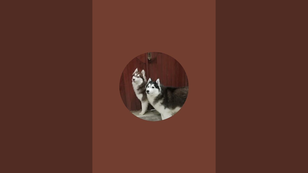 Rare Huskies Kennel is live