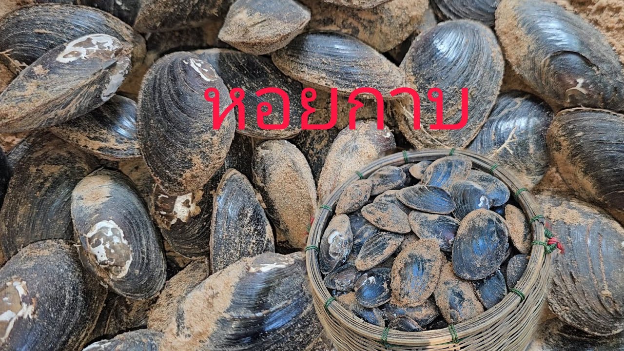 โสกหอยกาบหมายเดิมหมานสุดๆเต็มตะกร้า 13/2/2569