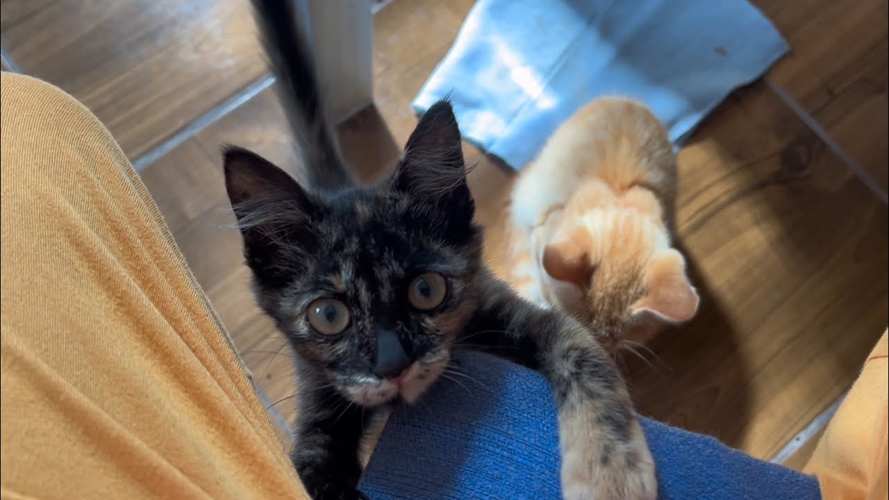 Olha a rotina de manhã desses dois gatinhos filhotes! 😻 #gatinhosfofinhos #cutekitten