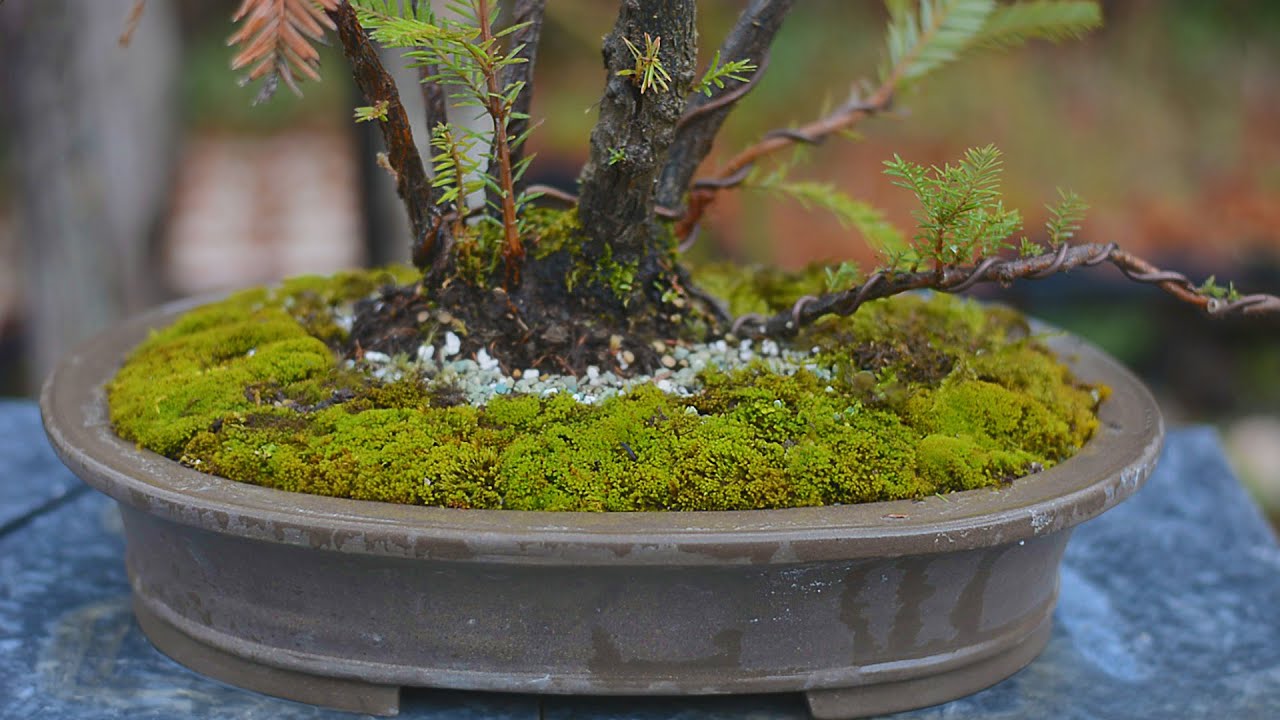 Sequoia sempervirens clump (Kabudachi) repotting - Arkefthos Bonsai