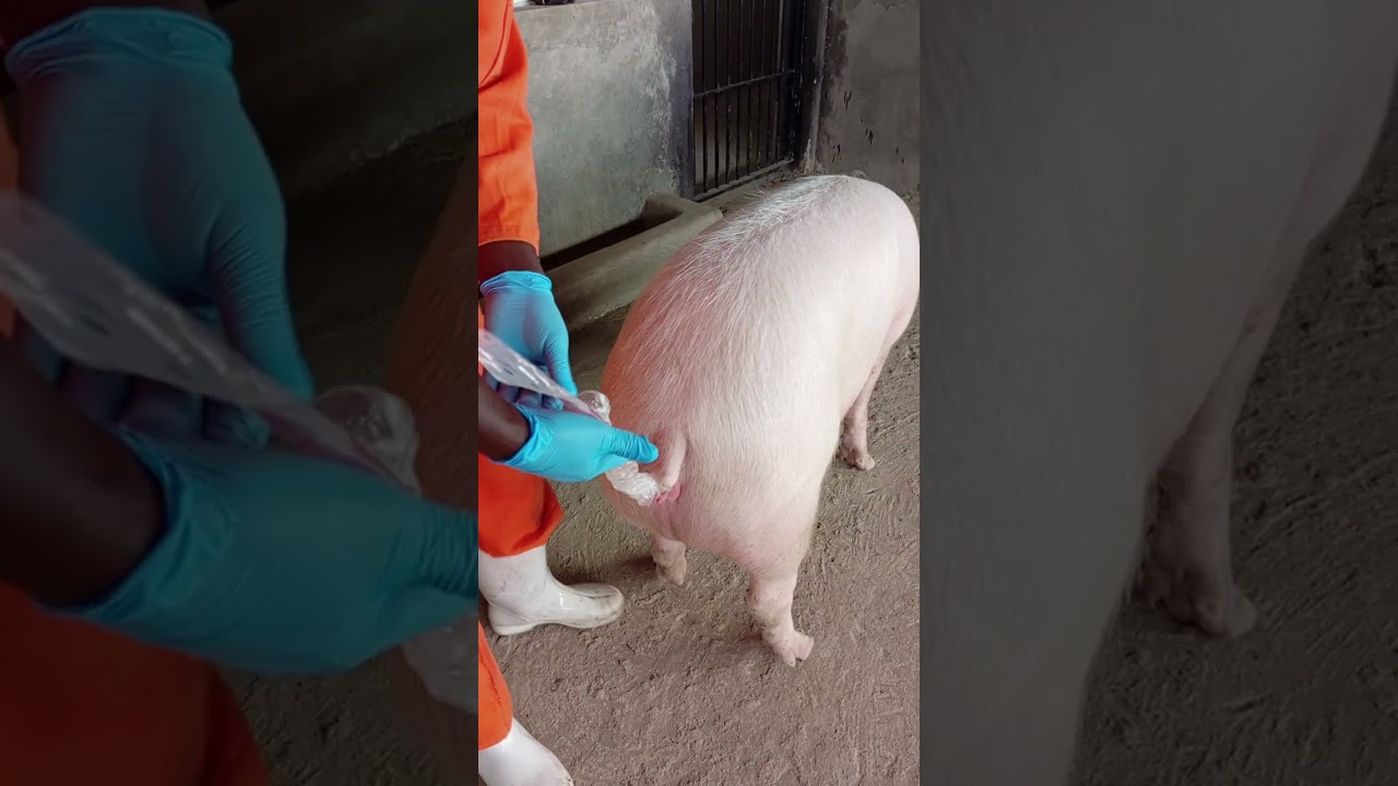 Easy ways to improve genetics in your pig herd
