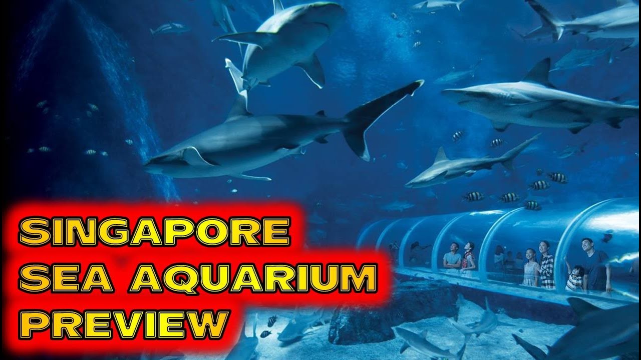 SEA AQUARIUM SINGAPORE SENTOSA ISLAND PREVIEW