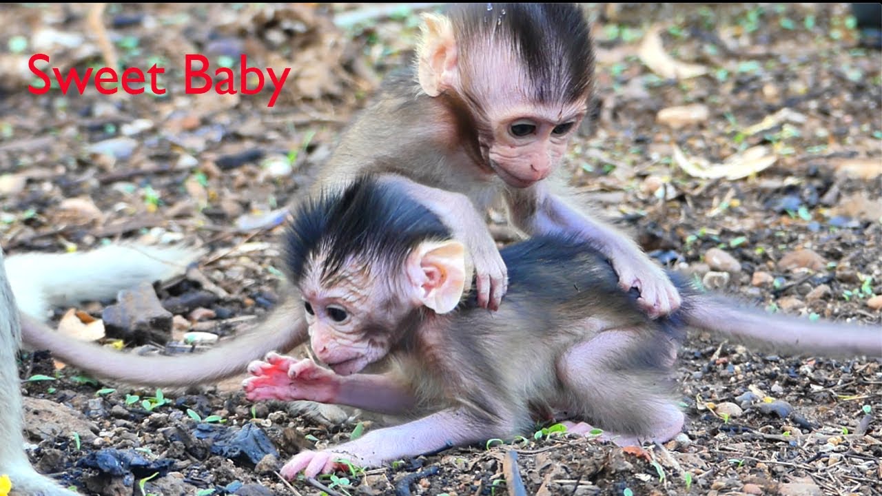 Really smart, sweet baby monkey Emma with newborn babies