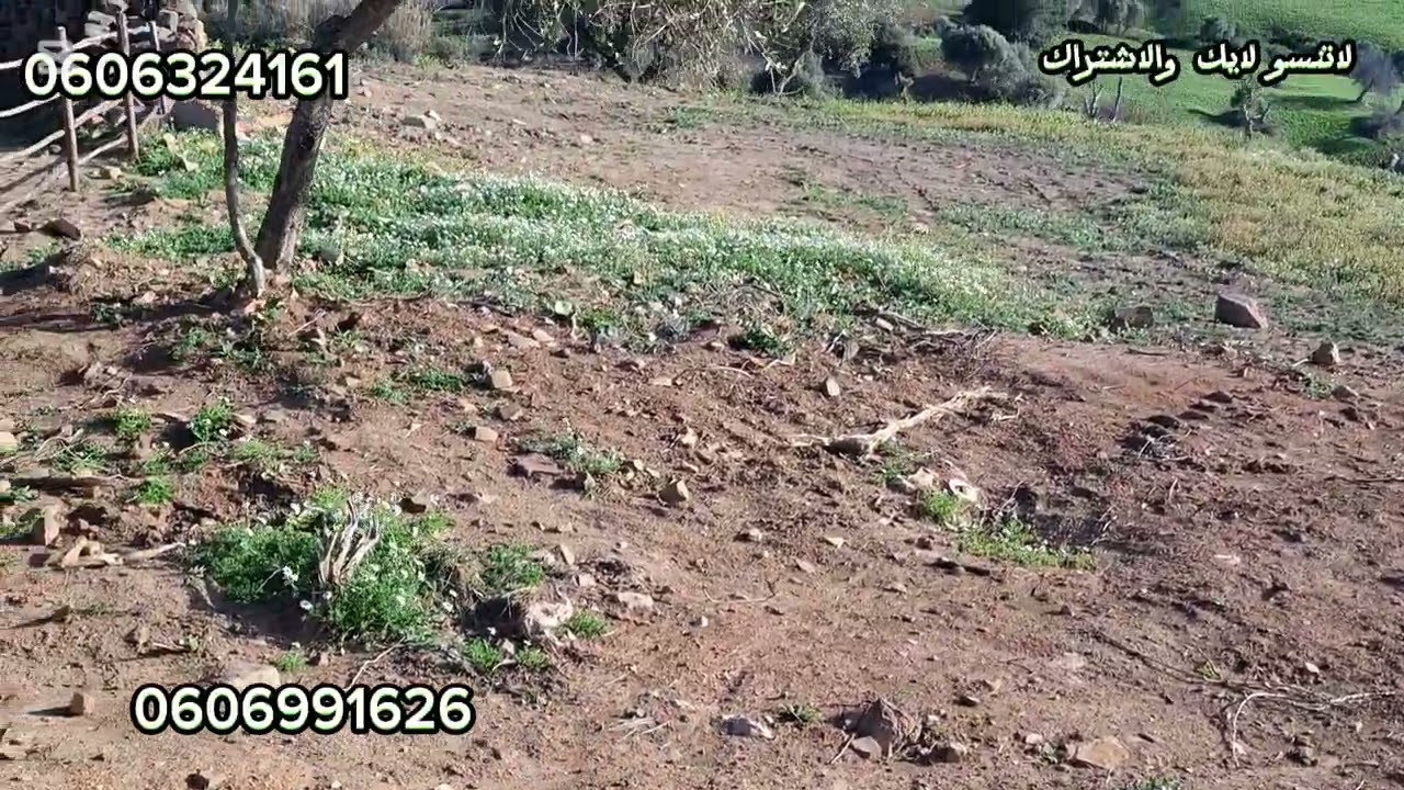 هميزة زوينة:قطعة ارضيه ملكية 1000متر واصلا الماء والضوء والطريق في ملوسة نواحي طنجة.