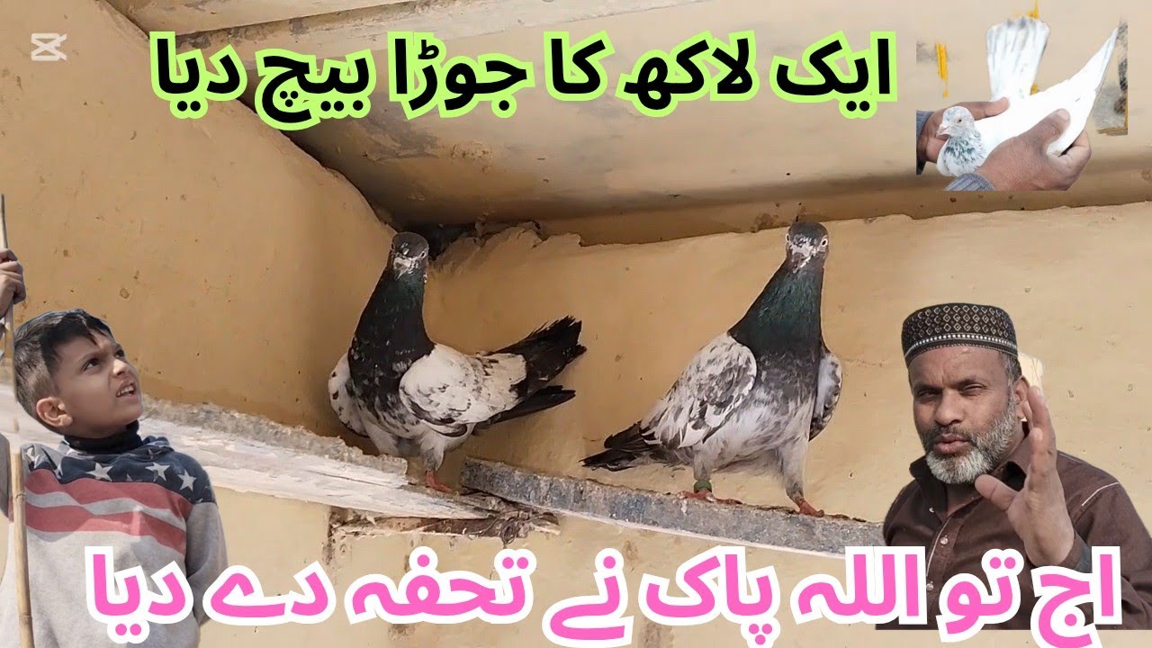 کبوتر رات رہ کر بیٹھ گیا اب پتنگ بازوں نے بہت تنگ کیا 