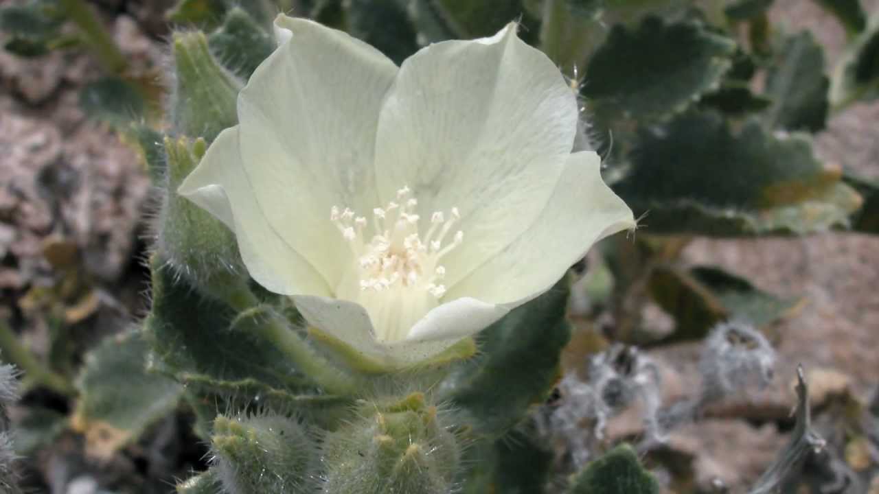Mojave Desert Wildflowers