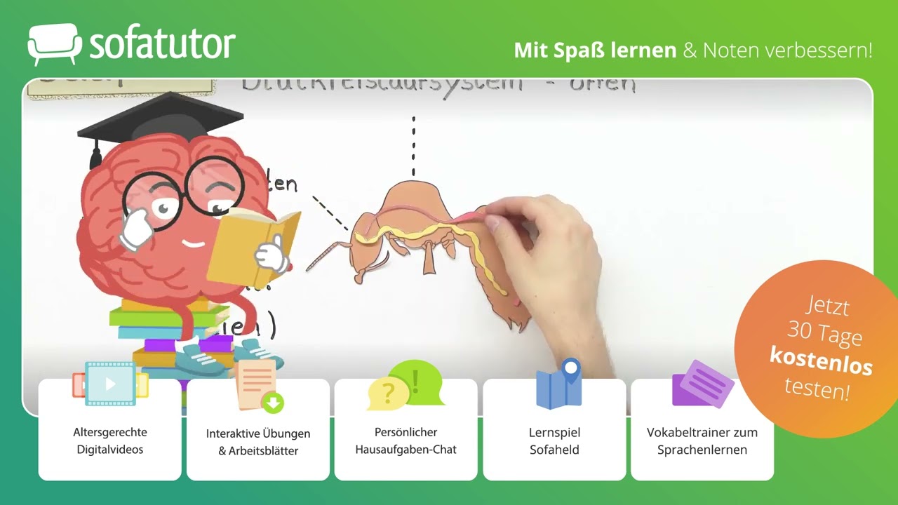Körperbau Honigbiene – innerer & äußerer Bau