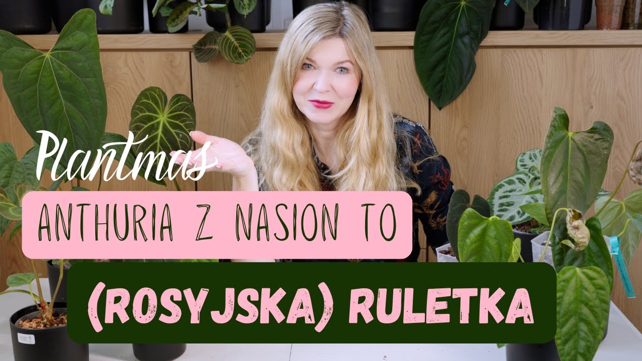 Anthuria z nasion to (rosyjska) ruletka! Nigdy nie wiesz co Ci wyrośnie
