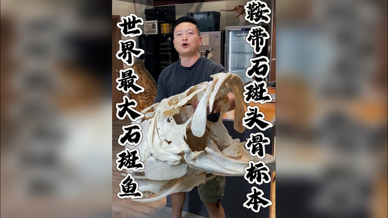 世界上最大石斑鱼，取下他的头做成标本，琼斯自创海龙戏珠。