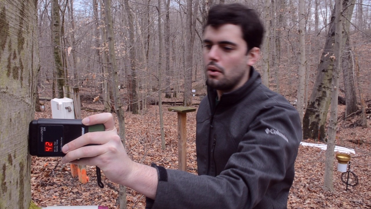 Methane emissions in upland forests