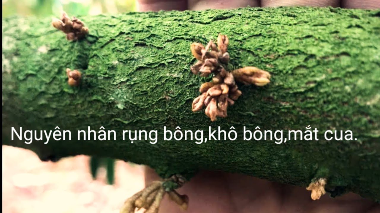 Nguyên nhân khô bông mắt cua sau cơn mưa.