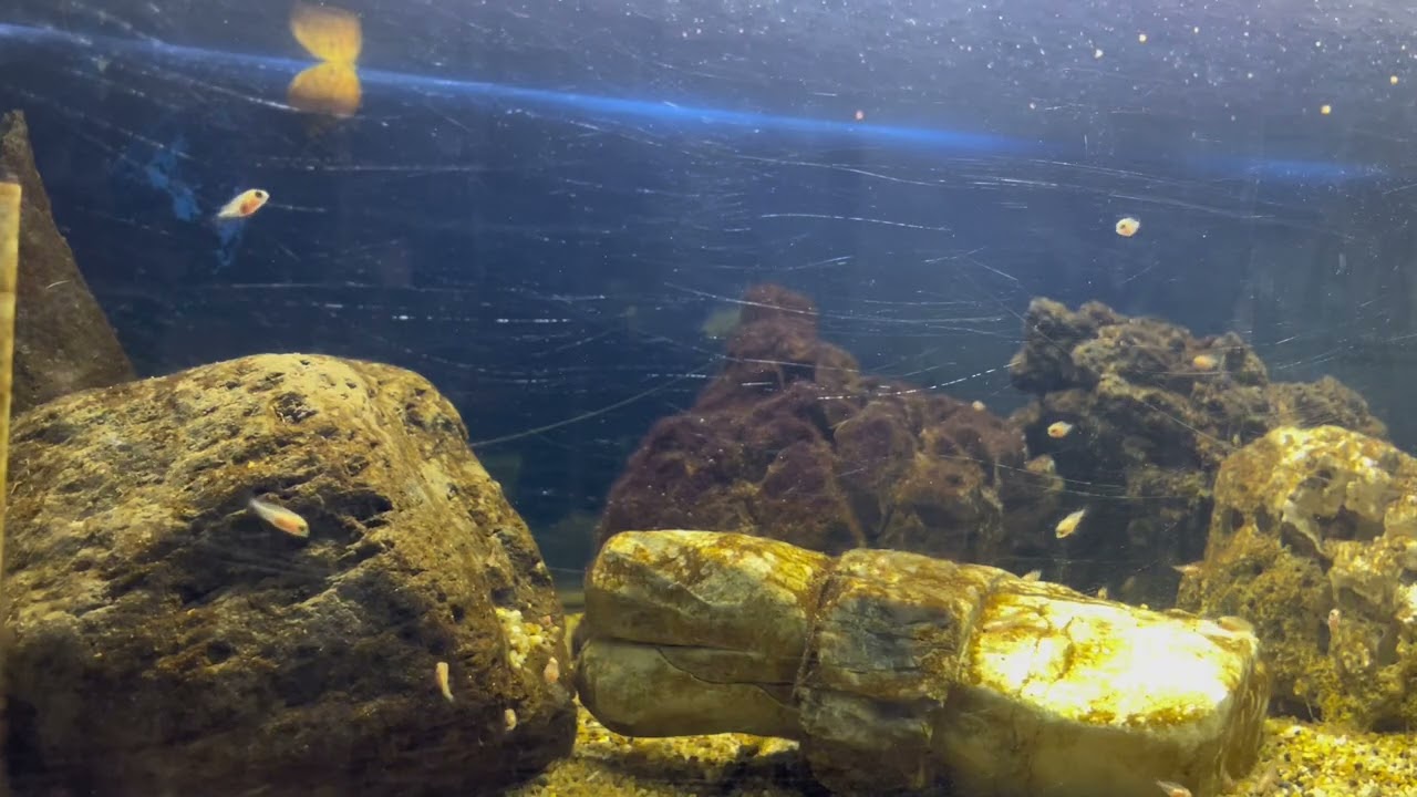 Crías de pericos enanos de 1 mes #fishbreeder #acuario 