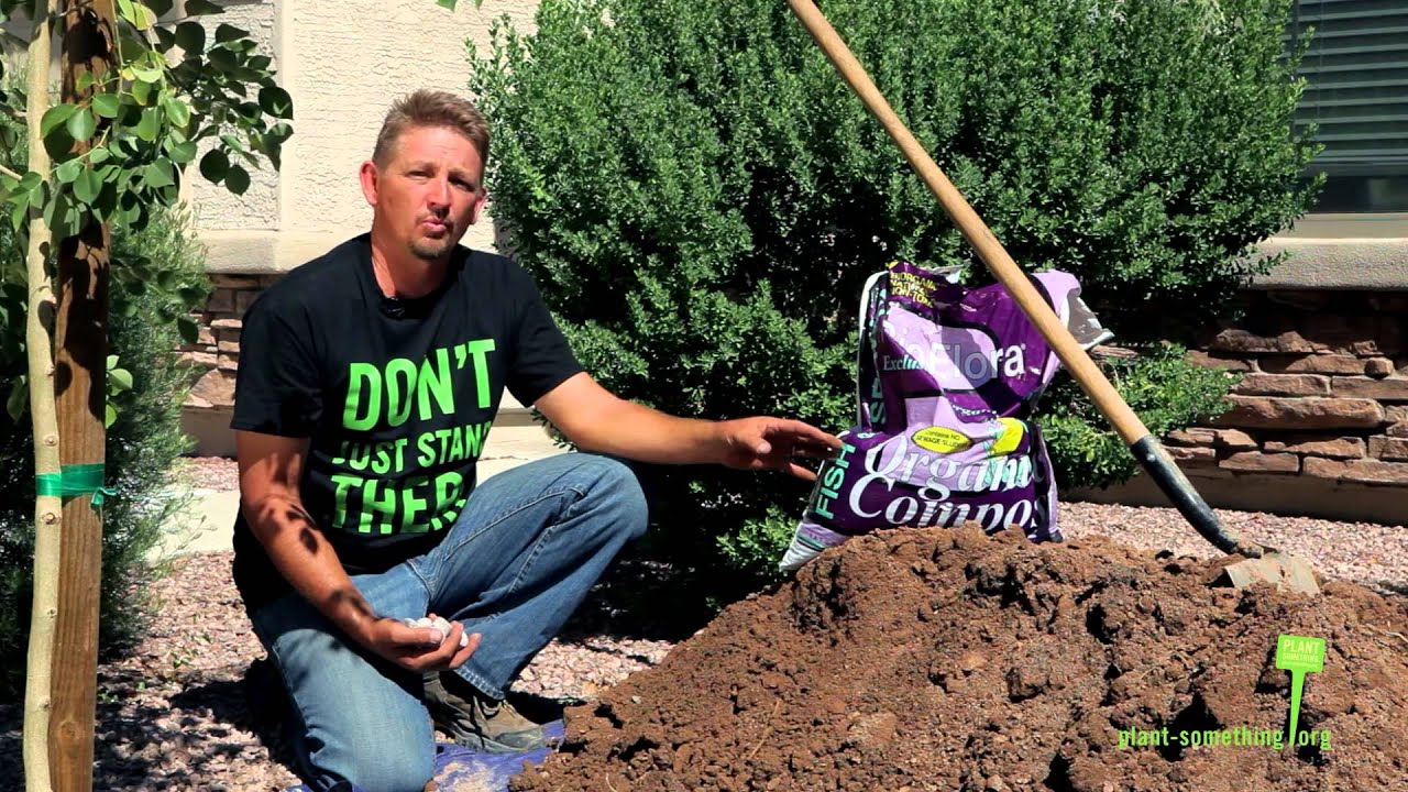 How to plant a 24 inch box tree in Arizona - Plant Something