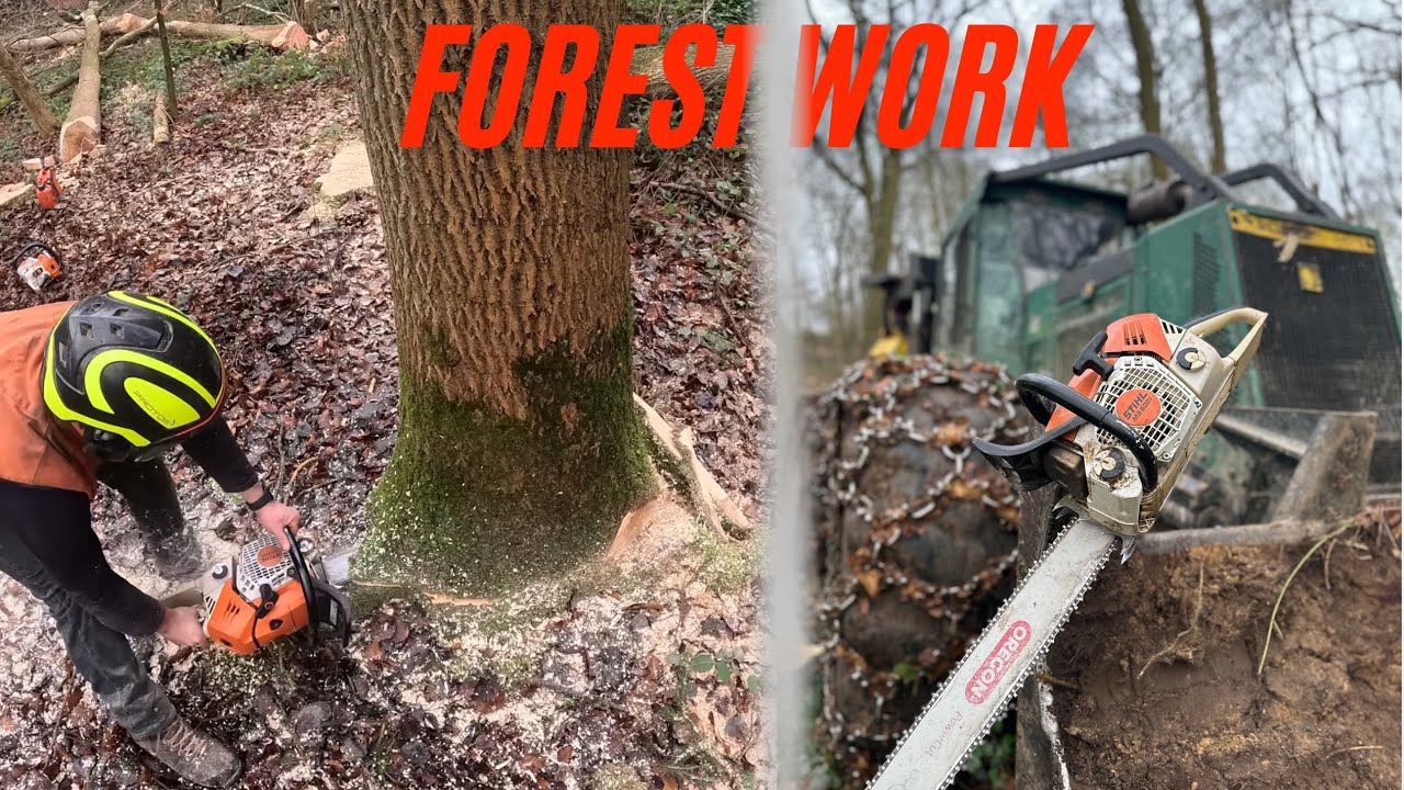 abattage de frene🌳 en mode bûcheron Stihl ms500i