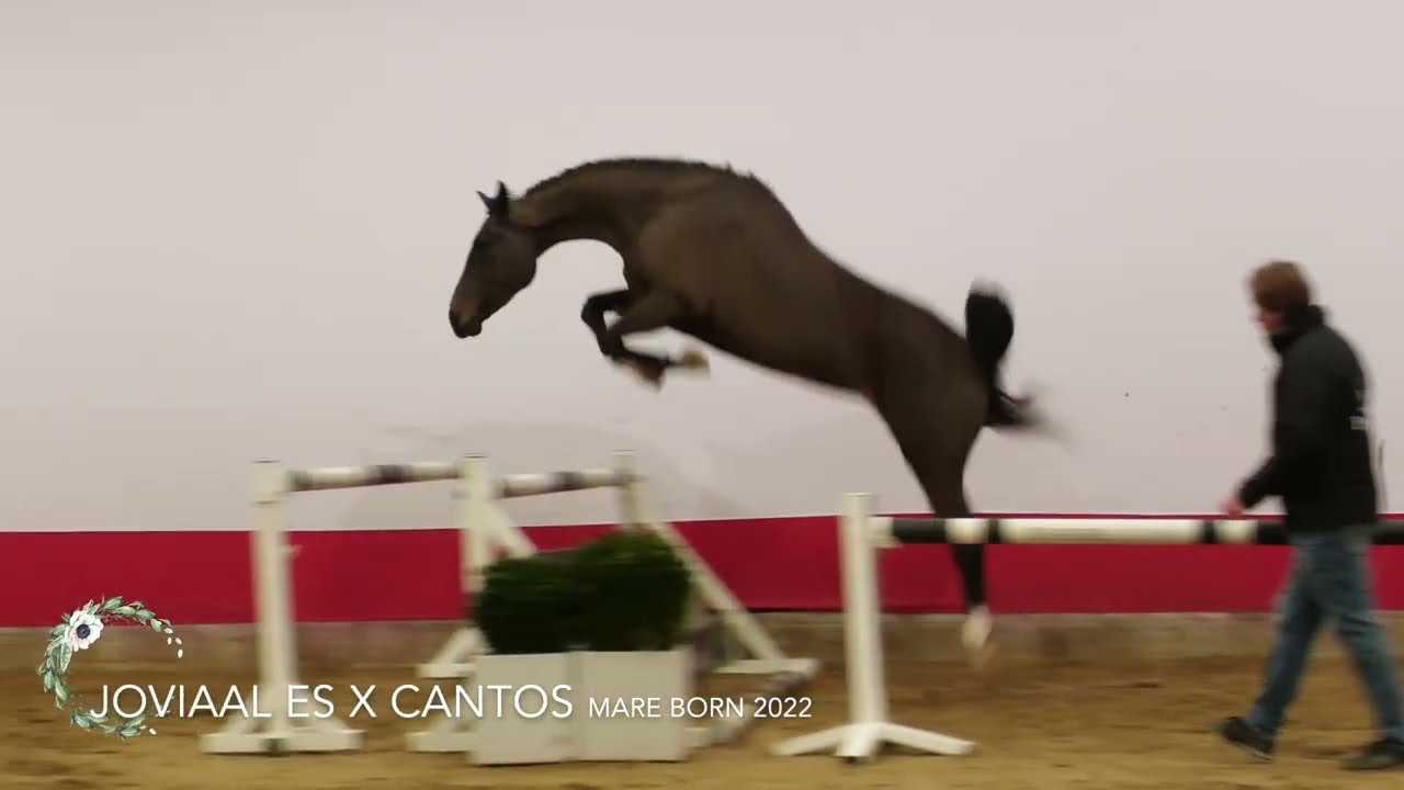 Horse impression 'EARLY SPRING EDITION' YOUHORSE.AUCTION February 28 - March 3 & 4