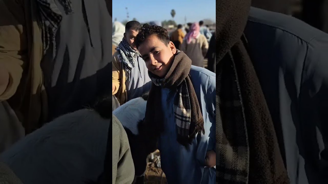 اسعار النتايات البقري التربيه في سوق سيدي غازي تبع كفر الدوار بحيره