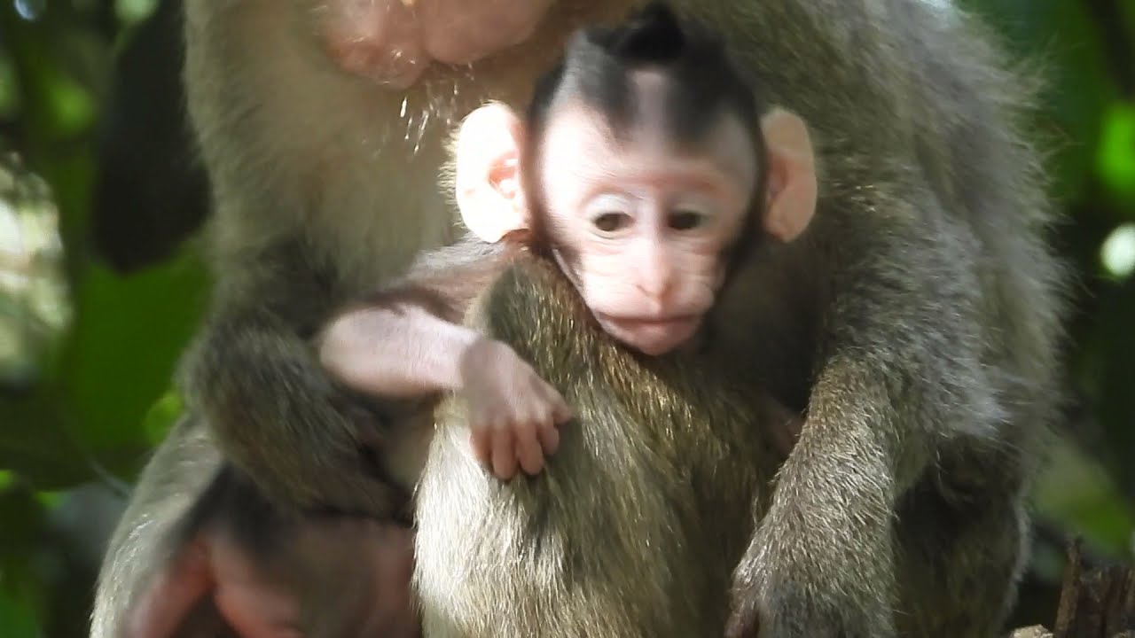 [ Sad life monkey ] Poor mum monkey Marri feed her newborn baby Mira look cute