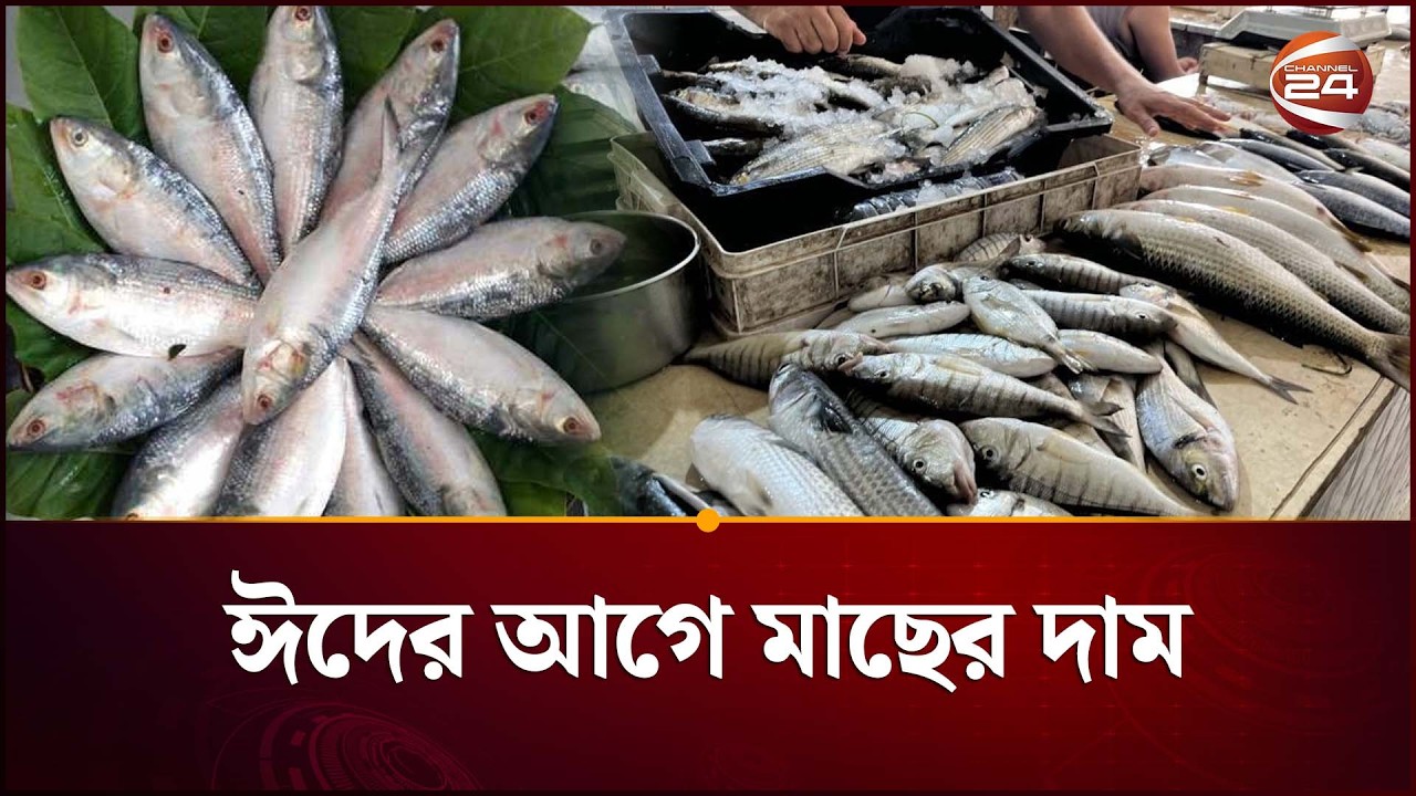 ১৫০০ টাকায় বিক্রি হচ্ছে ইলিশ | Hilsha Price | Bazar Dor | Channel 24
