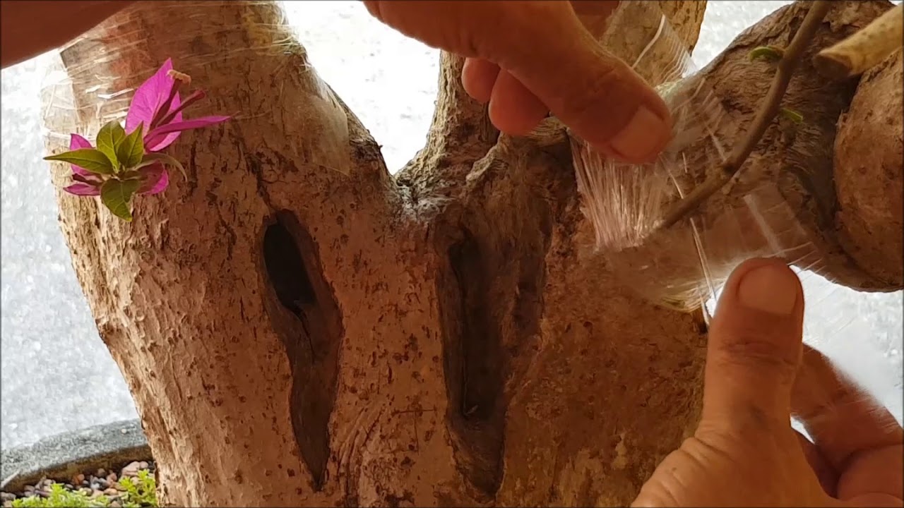 Bougainvíllea enxerto