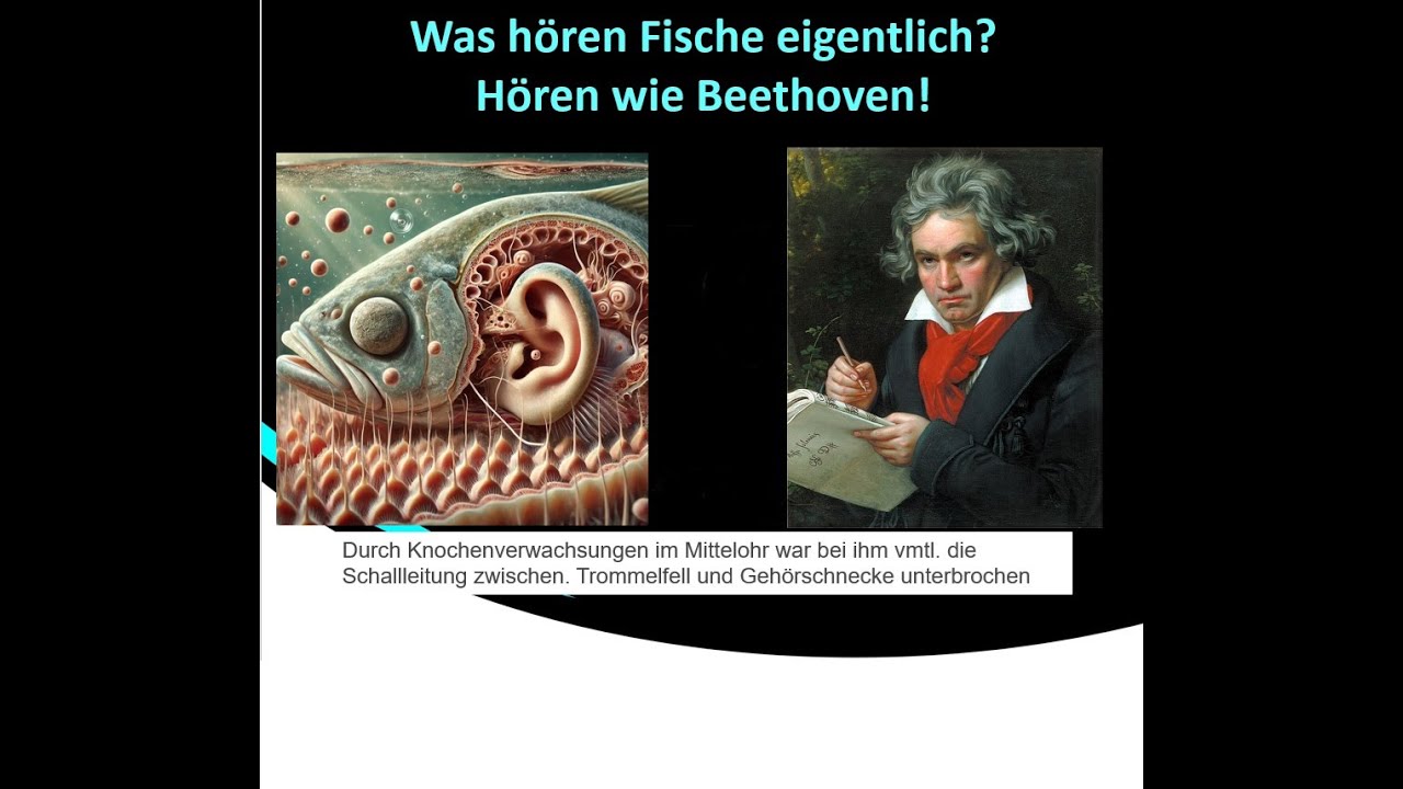 Wie hören Fische? - Hören wie Beethoven?