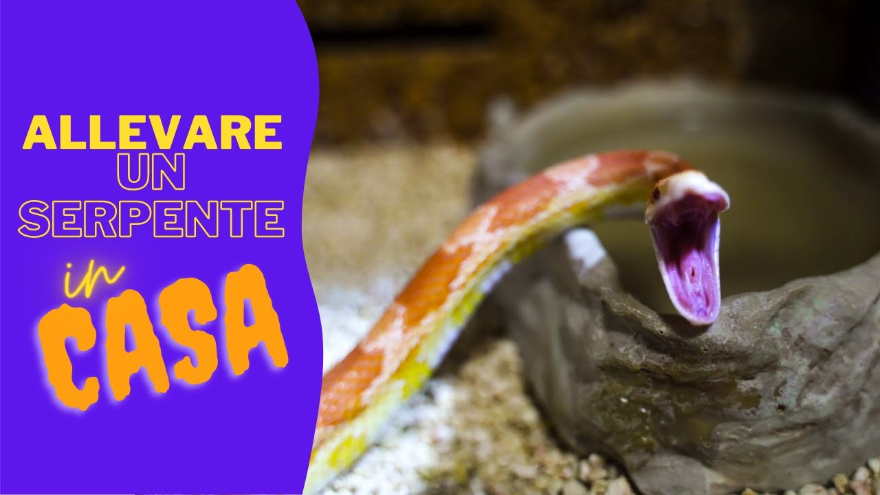 La vita di un SERPENTE DOMESTICO - Pantherophis Guttatus - PET SNAKE