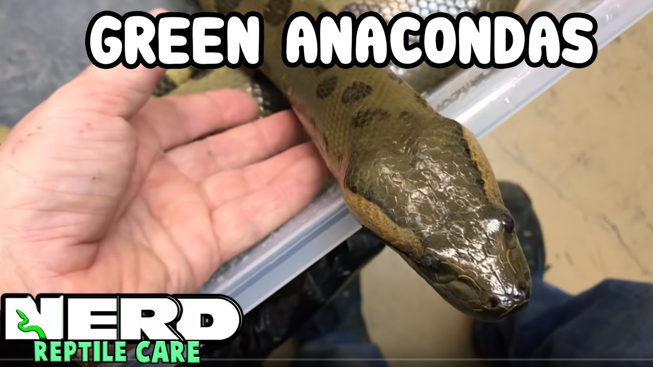 GREEN ANACONDAS AS PETS - DANGEROUS OR MYTH?