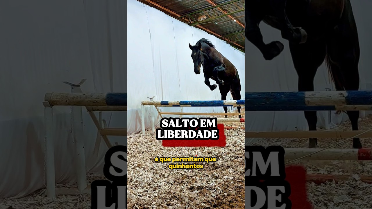 POTRO SALTA EM LIBERDADE #shortsvideo #cavalo #hipismo #hipismobrasil #cavalodesalto