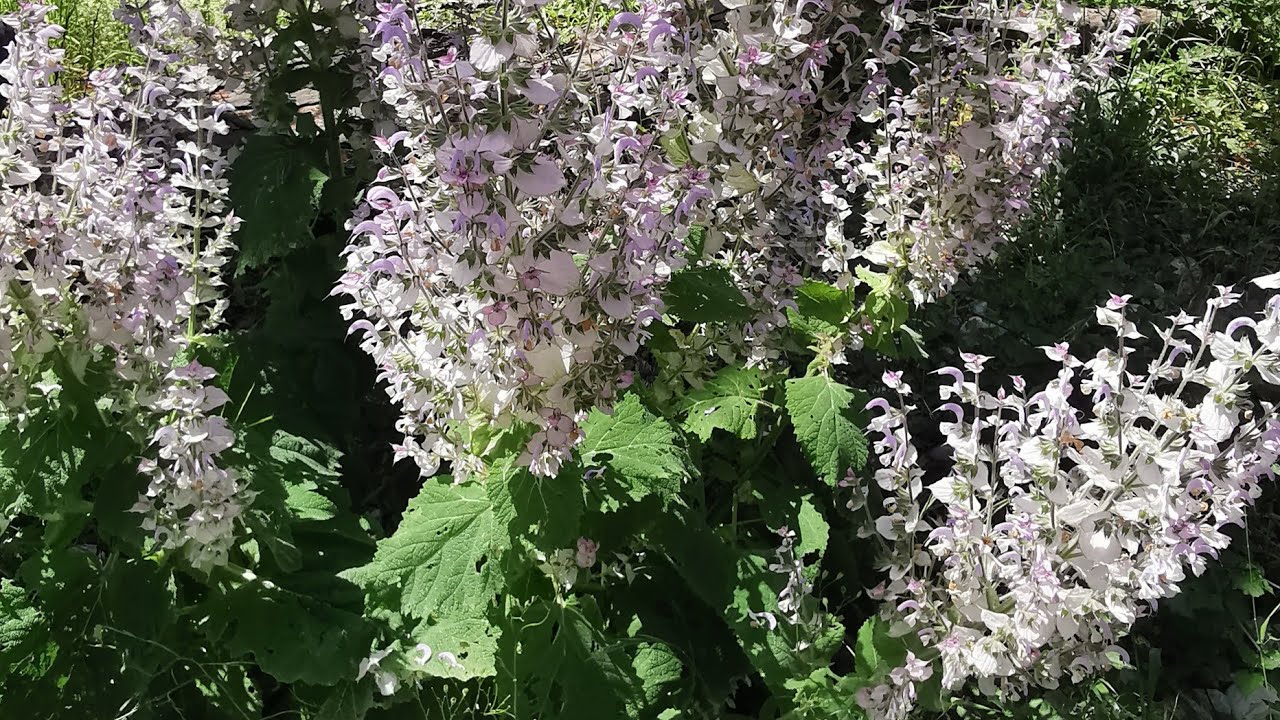 Σαλβία η ερυθρανθής (Salvia sclarea) στις όχθες του Βοϊδομάτη κοντά στη Γέφυρα της Κλειδωνιάς