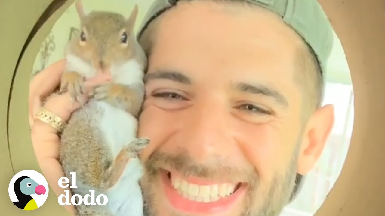 Ardilla sigue regresando a su rescatista luego de ser soltada | El Dodo