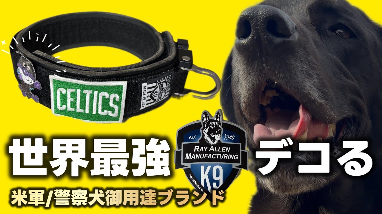 【世界最強】めっちゃ欲しい！日本未発売 「伝説の首輪」がヤバすぎる