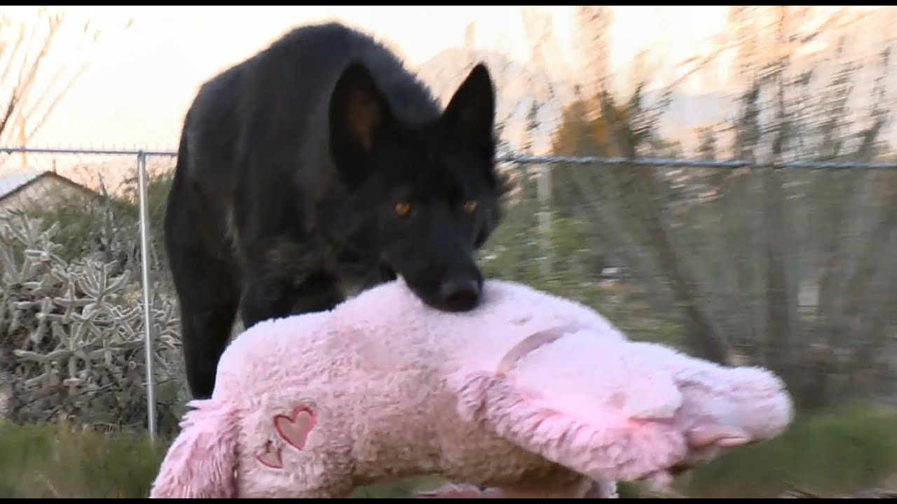 Wolf & Dog team up against Pink Unicorn