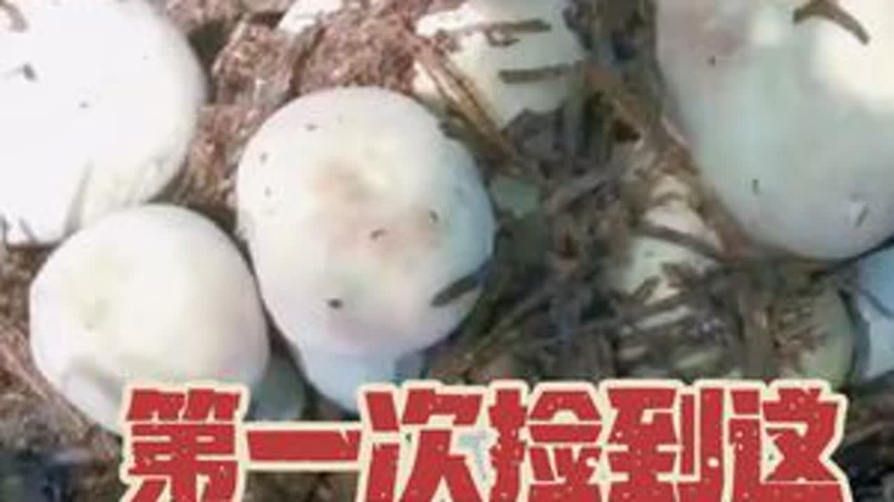 直接爆篮的一天！从来没有遇到这么大一窝米汤菌。太爽了！#捡菌子的乐趣 #捡菌子的快乐 #捡菌子的乐趣来了 #看完捡菌子视频我被治愈 #捡菌子