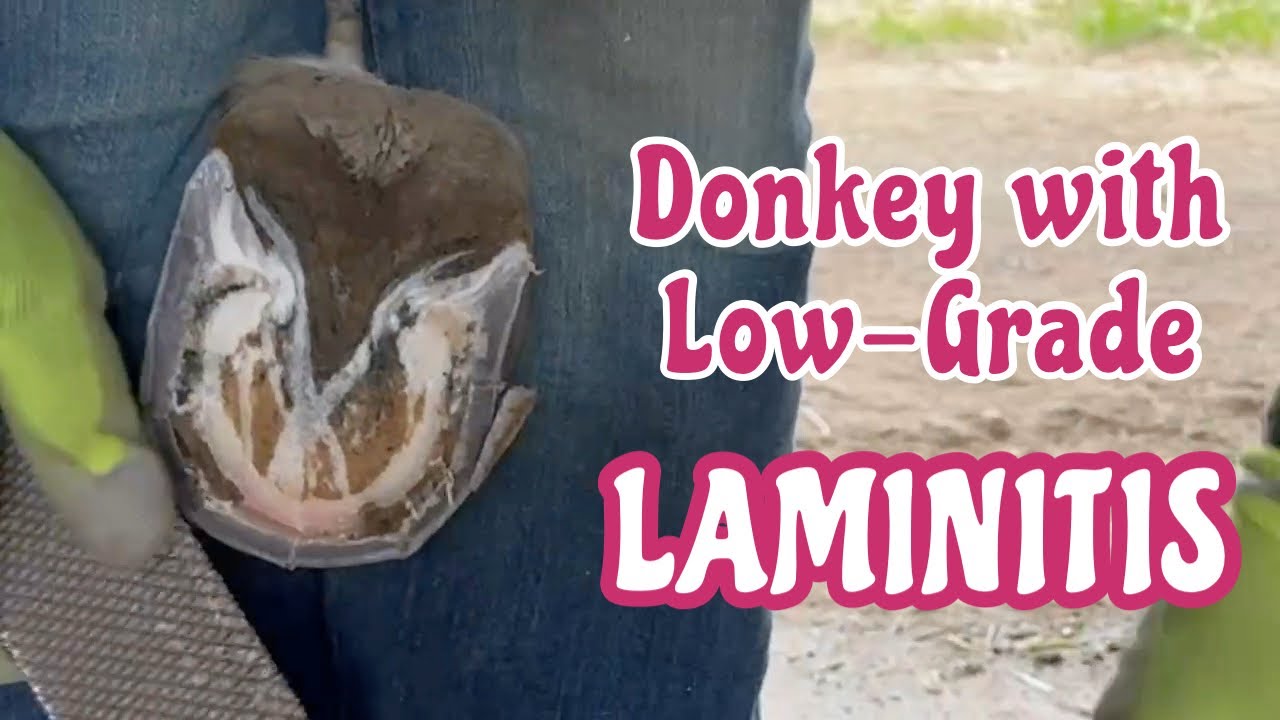 Metabolic Donkey Trim with Low-Grade Laminitis