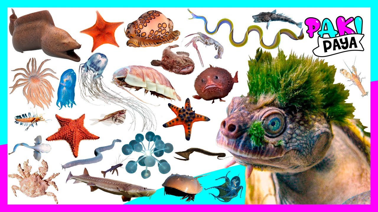 ¡LOS ANIMALES MARINOS PARTE 6! Video educativo🐬 🐙 Learn Sea Animals Names & Sounds / 해양 동물
