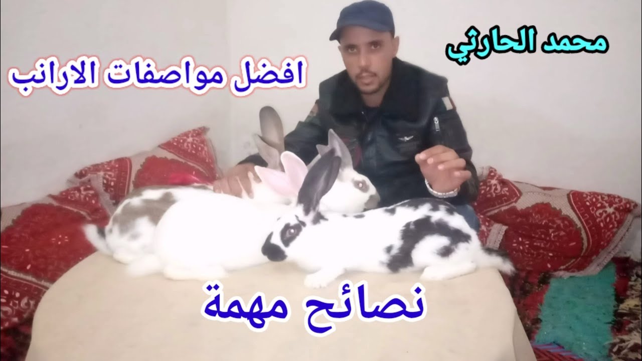 سر نجاح مشروع تربية الأرانب اهم نصائح مهمة للمبتدئين