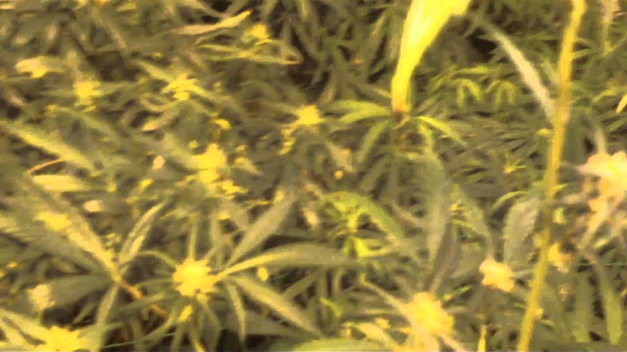 Leda Uno(sativa pheno)-kc.brains  holland