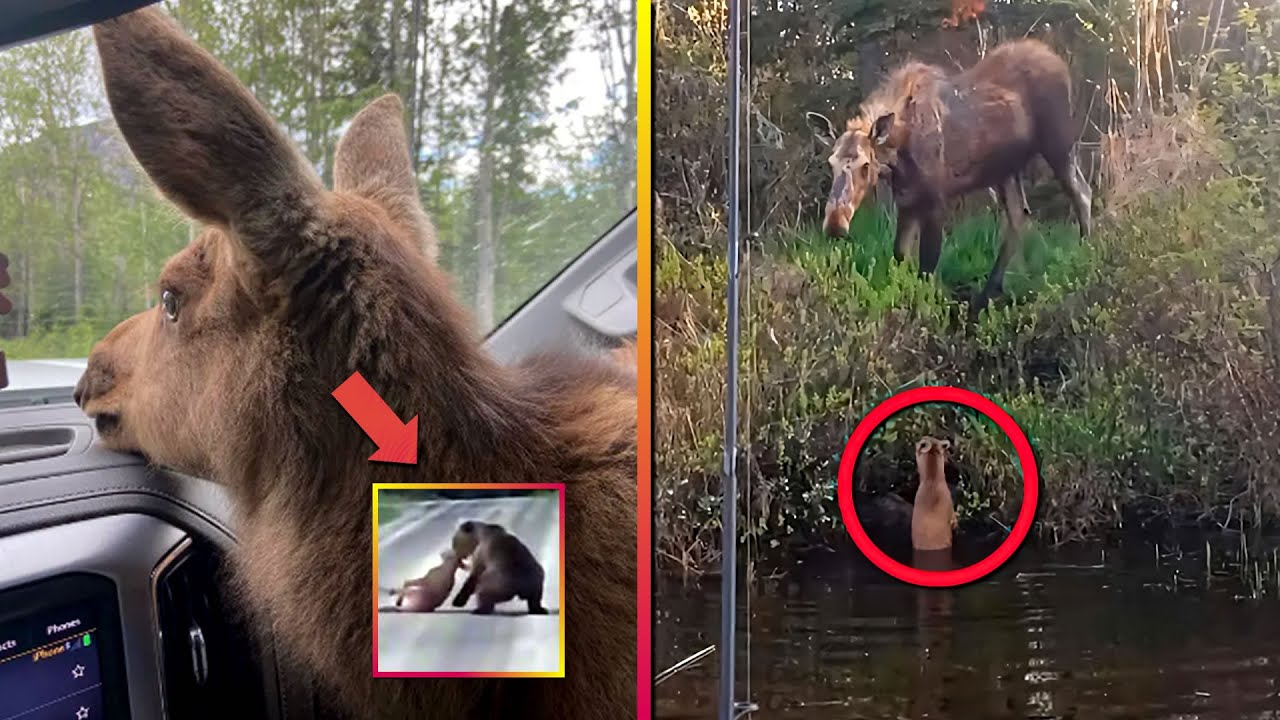 2 Historias Conmovedoras de Animales salvados por seres humanos &hearts;🙏🦌