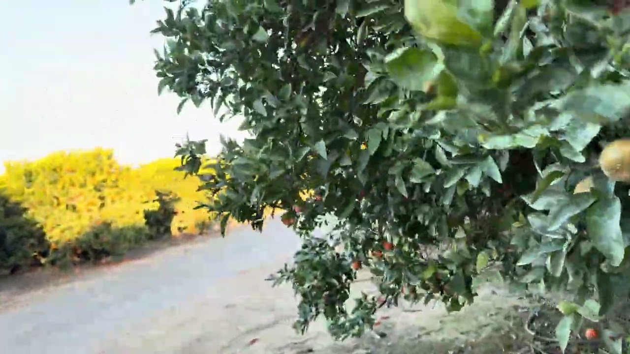 Así es, como lucen los árboles de mandarina aquí en el campo ￼