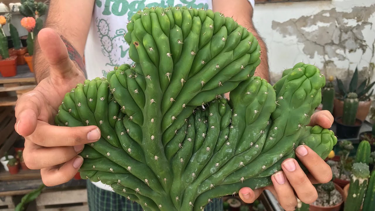 Reproduciendo CACTUS CRESTADOS | Paso a paso | Trichocereus pachanoi 🌵🐉