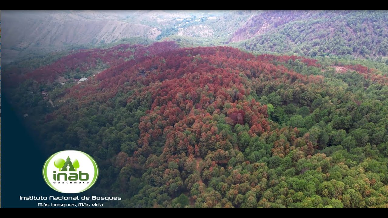 🐜🌲 Plagas de Gorgojo del Pino 🌲🐜