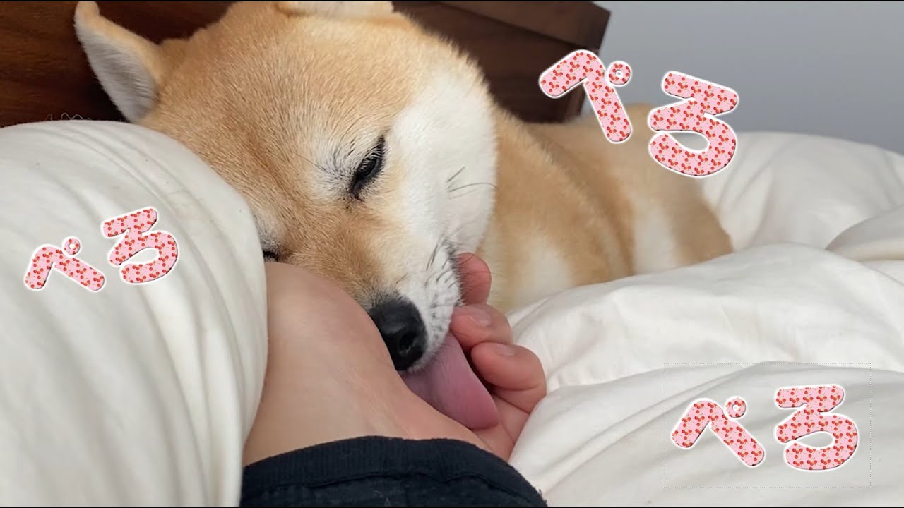 ご主人様の手が美味しすぎて舐めるのをやめられない柴犬